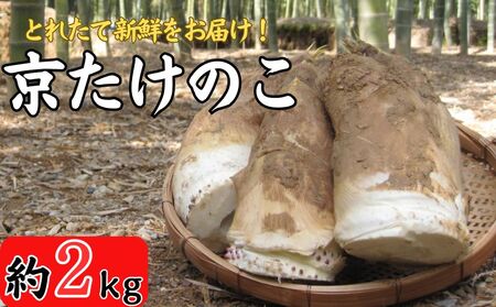 【春限定】京たけのこ約2kg 2～6本(家庭用) (春 たけのこ 京野菜 たけのこ 春 たけのこ 筍 たけのこ）