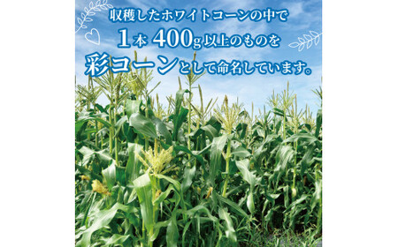 【2026年6月～7月発送】 ホワイトコーン 彩コーン 約4kg 白いとうもろこし とうもろこし 京都とうもろこし 甘いとうもろこし フルーティーなとうもろこし