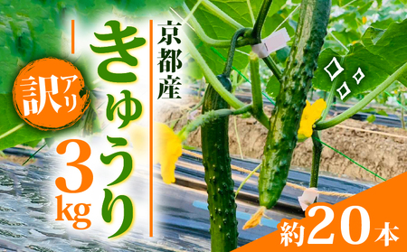 【訳アリ】きゅうり 3kg 訳あり 京都府 野菜 サラダ おつまみ 夏 漬物 ボリューム ファミリー 料理 キュウリ 20本 5000円