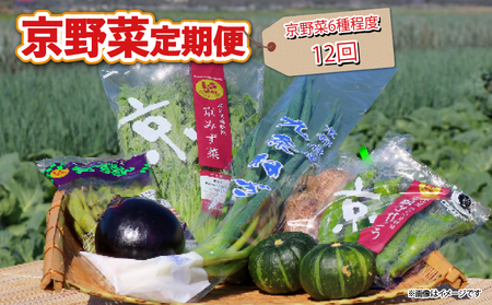 【野菜 定期便 12回】選りすぐり 旬の京野菜 詰め合わせセット