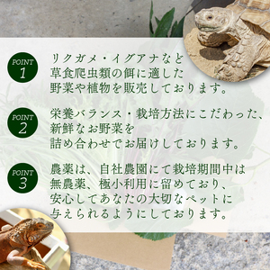 爬虫類用】 季節の葉っぱ詰め合わせ セット 約 600g 60サイズ ( 草食