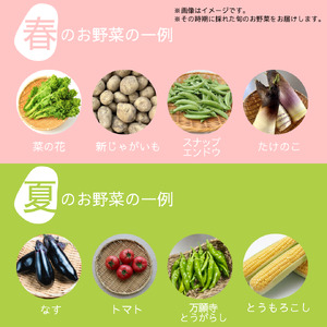 【6回定期便】旬のお野菜詰め合わせ 定期便 野菜