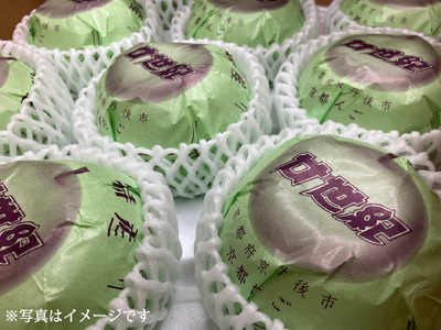 【先行予約 数量限定】梨 2026年度産 二十世紀梨 約5kg (10～16玉入り)  梨