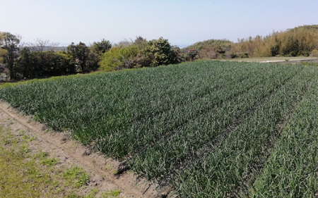  【先行予約】淡路島産有機栽培玉葱5kg JAS認定オーガニックたまねぎ ※2026年5月中旬頃より順次発送予定 / たまねぎ