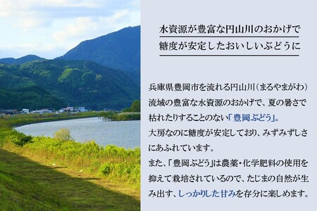 【先行予約】 【期間限定】 【数量限定】 豊岡ぶどう（紫苑） 約2kg 【2024年10月下旬から順次発送予定】 ／ 兵庫県 紫苑 フルーツ 大粒 ぶどう 葡萄 ブドウ 果物 人気 新鮮 高級 ギフト 兵庫県産 豊岡市産 贈答 くだもの 期間限定 令和6年 2024年発送