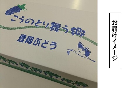 【先行予約】 【期間限定】 【数量限定】 豊岡ぶどう（紫苑） 約2kg 【2024年10月下旬から順次発送予定】 ／ 兵庫県 紫苑 フルーツ 大粒 ぶどう 葡萄 ブドウ 果物 人気 新鮮 高級 ギフト 兵庫県産 豊岡市産 贈答 くだもの 期間限定 令和6年 2024年発送