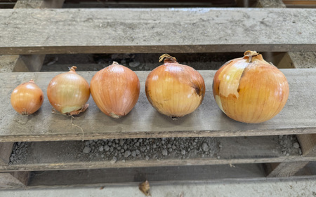 訳あり たまねぎ 5kg ドレッシング セット 淡路島 ／ 不揃い サイズ 混合 ミックス S M L 2L 玉ねぎ タマネギ オニオン スライス サラダ ハンバーグ 肉じゃが 焼肉 常備菜 BBQ スープ 味噌汁 産地直送 兵庫県 淡路市  フードロス SDGs 		 												