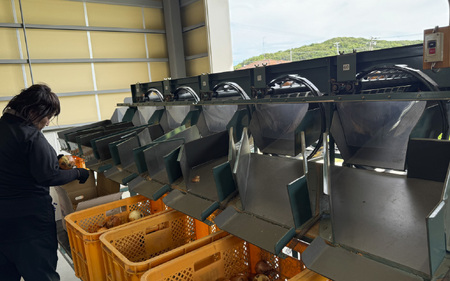 訳あり たまねぎ 5kg ドレッシング セット 淡路島 ／ 不揃い サイズ 混合 ミックス S M L 2L 玉ねぎ タマネギ オニオン スライス サラダ ハンバーグ 肉じゃが 焼肉 常備菜 BBQ スープ 味噌汁 産地直送 兵庫県 淡路市  フードロス SDGs 		 												