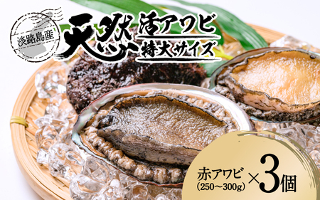 天然活アワビ 特大サイズ 3個