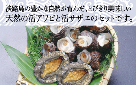 天然活アワビ・活サザエセット(2人前用）淡路島産