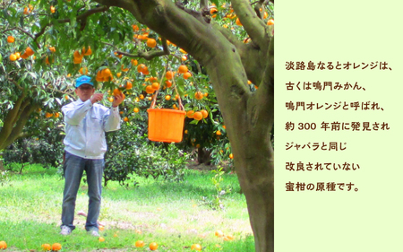 【先行予約/数量限定】 淡路島なるとオレンジ 5kg 若宮ミカン農園 ※2026年4月上旬頃より順次発送予定 みかん オレンジ フルーツ ミカン 果物 果実 青果 兵庫県 淡路島 洲本市産 農園 農家 有機 幻 まぼろし