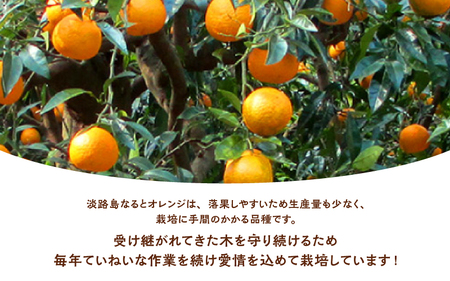【先行予約/数量限定】 淡路島なるとオレンジ 10kg 若宮ミカン農園 ※2026年4月上旬頃より順次発送予定 みかん オレンジ フルーツ ミカン 果物 果実 青果 兵庫県 淡路島 洲本市産 農園 農家 有機 幻 まぼろし
