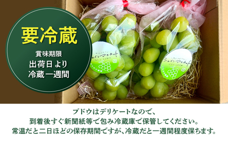 【先行予約】 兵庫県産 片岡農園 シャインマスカット 2房 1.2kg以上 【2025年9月中旬より順次発送】