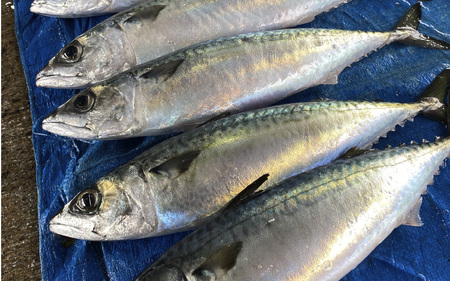 【数量限定】焼いときました!(レンチン)国産 骨取り塩サバ