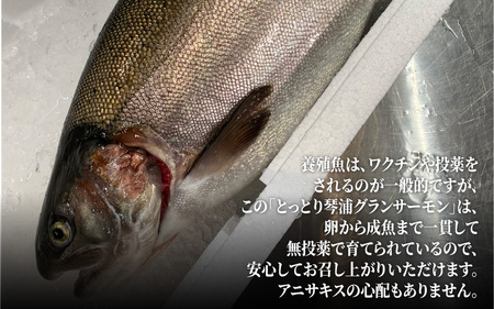 国産とっとり琴浦グランサーモン刺身用　400ｇ訳あり