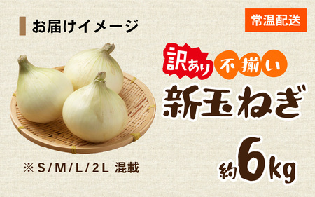 淡路島 新玉ねぎ 6kg 訳あり サイズ不揃い 簡易箱でお届け / 新玉ねぎ