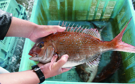 鯛めしの素3合用×3パックセット