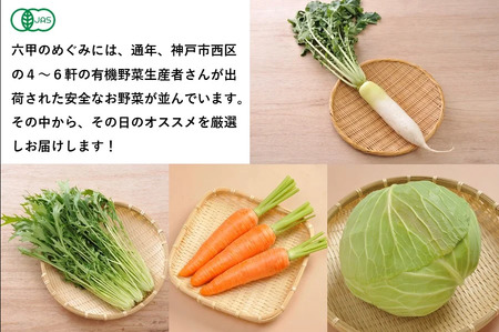 有機JAS野菜セット（8種類） 【 野菜 セット 詰合せ 旬のお野菜 新鮮 安全 オーガニック 出荷農家により異なる味 お楽しみ 】