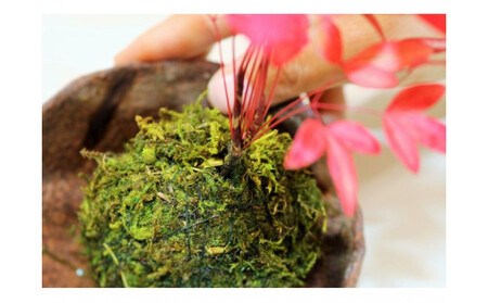 インテリアにもピッタリ！苔玉作り体験チケット