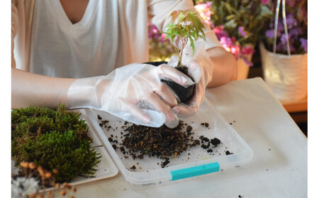 インテリアにもピッタリ！苔玉作り体験チケット