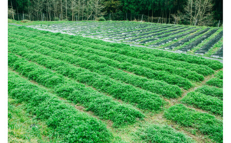 よもぎ風呂【入浴剤7個入り】