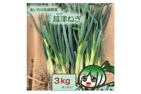 越津ねぎ　約3kg ／ 野菜 国産 白ネギ 長ネギ ねぎ 葱 甘み 柔らかい ネギ 送料無料 愛知県 愛知県産 No.138