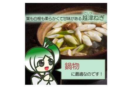 越津ねぎ　約3kg ／ 野菜 国産 白ネギ 長ネギ ねぎ 葱 甘み 柔らかい ネギ 送料無料 愛知県 愛知県産 No.138