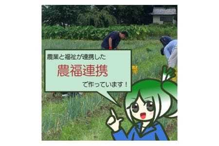 越津ねぎ　約3kg ／ 野菜 国産 白ネギ 長ネギ ねぎ 葱 甘み 柔らかい ネギ 送料無料 愛知県 愛知県産 No.138