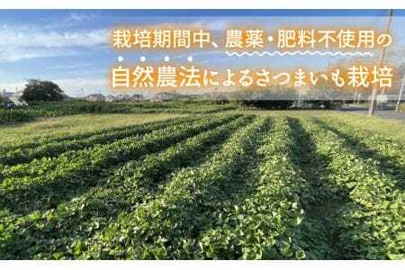 無加糖プレミアムスイートポテト『amaimo・チーズ120』 / お菓子 洋菓子 スイーツ さつまいも サツマイモ 芋 べにはるか 紅はるか クリームチーズ 熟成 芋感 風味 甘味 シュガーレス ノンシュガー グルテンフリー 米粉 完全受注生産 SDGs #imolabo 愛知県 No.233