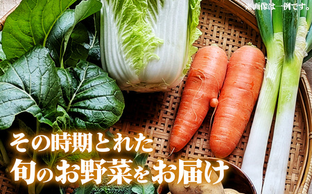 栽培期間中農薬化学肥料不使用 旬のココニコ無農薬野菜セット 7~8品 / 野菜 やさい 新鮮 旬 採れたて おいしい 産地直送 産直 露地栽培 こだわり 定番野菜 伝統野菜 めずらしい野菜 フレッシュ 愛知県 No.272