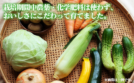 栽培期間中農薬化学肥料不使用 旬のココニコ無農薬野菜セット 7~8品 / 野菜 やさい 新鮮 旬 採れたて おいしい 産地直送 産直 露地栽培 こだわり 定番野菜 伝統野菜 めずらしい野菜 フレッシュ 愛知県 No.272