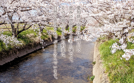 栽培期間中農薬化学肥料不使用 旬のココニコ無農薬野菜セット 7~8品 / 野菜 やさい 新鮮 旬 採れたて おいしい 産地直送 産直 露地栽培 こだわり 定番野菜 伝統野菜 めずらしい野菜 フレッシュ 愛知県 No.272