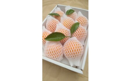 M009　樹上熟成ネーブル　約２．５ｋｇ