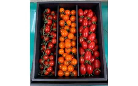 M010　こだわりミニトマト詰め合わせ