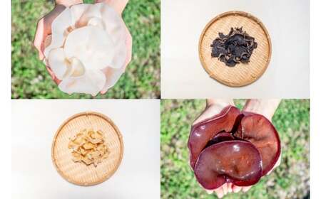 M012 「夢のきくらげ」白いきくらげ・あらげきくらげセット1