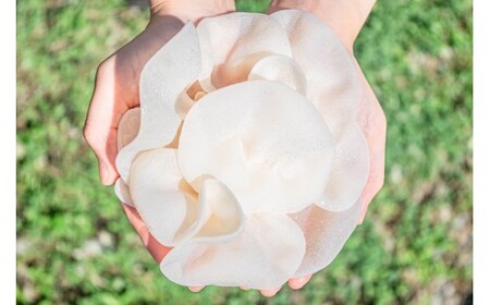 M012 「夢のきくらげ」白いきくらげ・あらげきくらげセット1