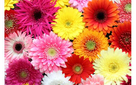 M014　元気なガーベラ２０本セット