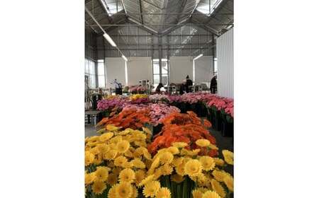 M014　元気なガーベラ２０本セット