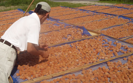 M034　紀州南高梅　猿梅まろやか（塩分８％）