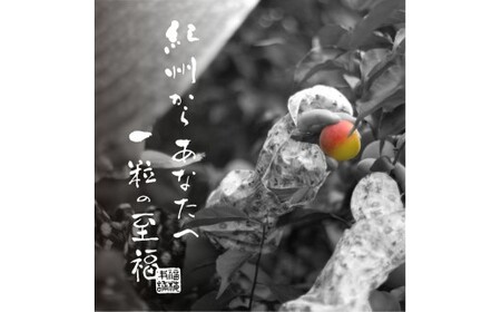 M047 梅の鏡一段(まろやか梅)