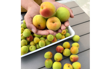 M062 moro moloプレミアセット A