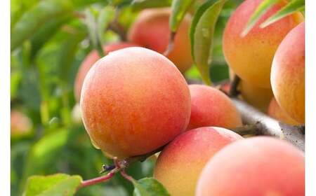 M067　紀州南高梅はちみつ極塩分約６％