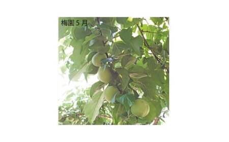 M069 紀州完熟南高梅 特別の日の梅干・一段重