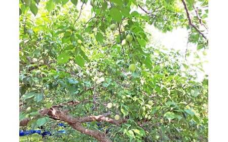 M070 紀州完熟南高梅 あっさり白龍