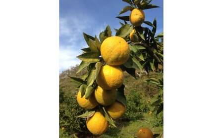 M125 紀州かつらぎ山のジャバラプレミア和歌山セット