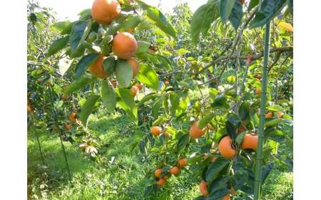 M133　一心農園オリジナル柿アイスの詰め合わせ