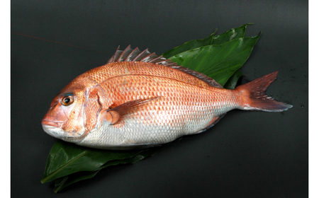 M138 紀州梅まだい1尾(鮮魚)