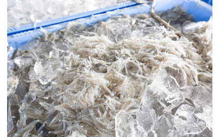 M142　紀州特選上干ちりめん