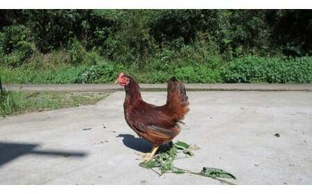 M170 龍神コッコの小さなたまご10個入り×3パック