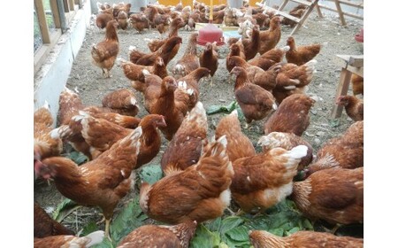 M170 龍神コッコの小さなたまご10個入り×3パック